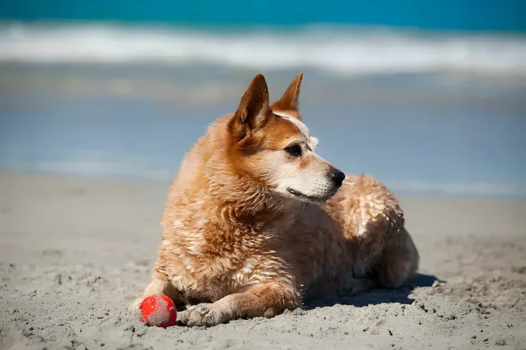 Dog Beaches in Carlsbad