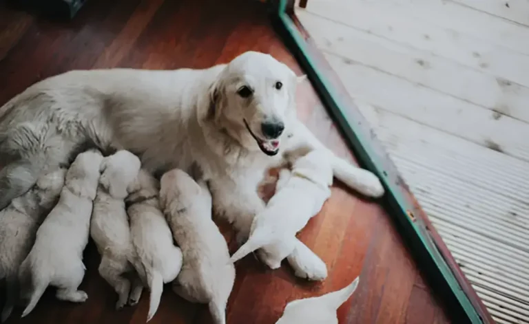 How Many Dogs Are in a Litter