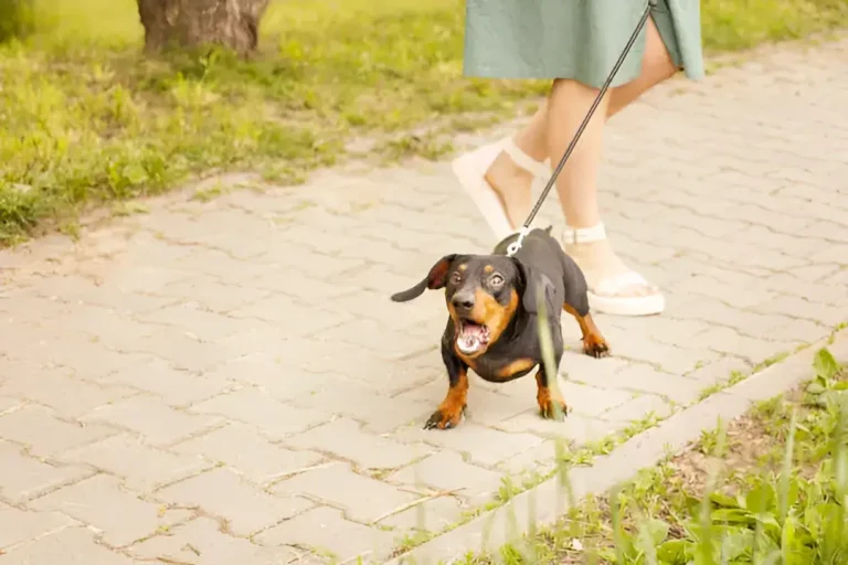 How to Stop Your Dog From Barking at People