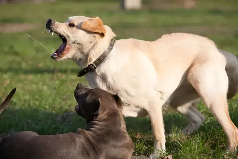 My Dog Growls at Other Dogs