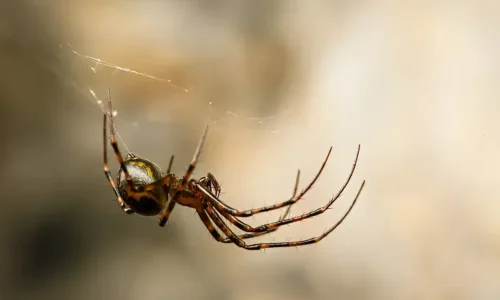 Should I Kill a False Widow Spider? The Truth About These Misunderstood Arachnids