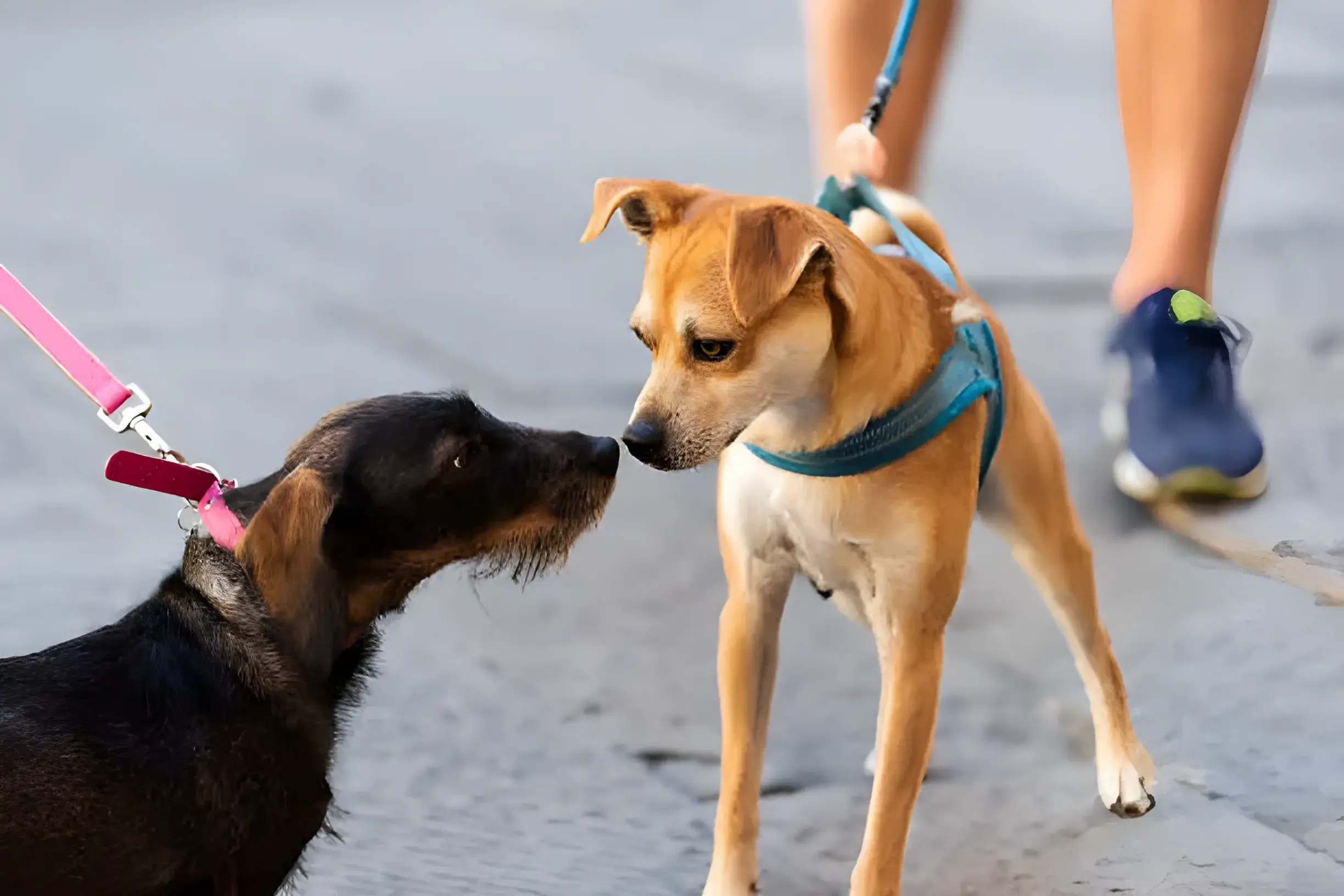 Dogs Do Communicate With Each Other