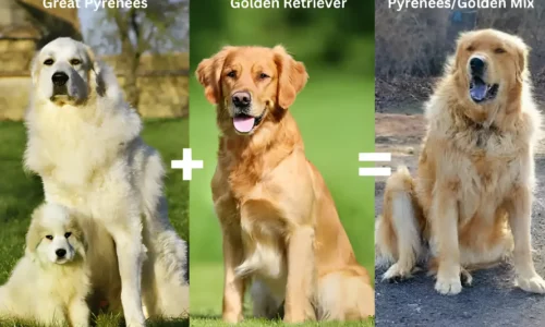 Great Pyrenees vs Golden Retriever: Protector or Playmate? Find Your Perfect Fit