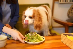 Is Kale Okay for Dogs