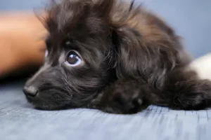 Mini Poodle Dachshund Mix