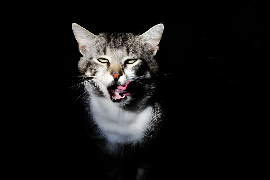 Stop Your Cat's Nighttime Meows