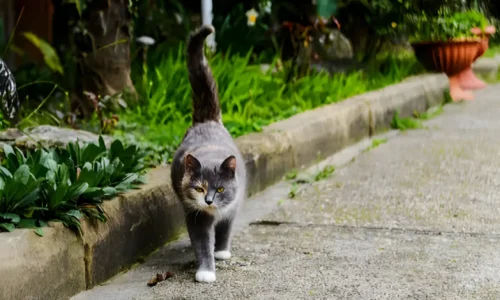 Do Cats Always Come Back Home? Essential Tips for Finding a Lost Cat