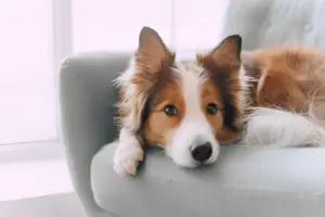 Are Red Border Collies Rare