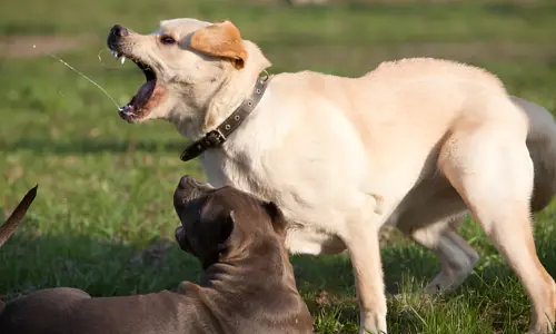 Can a Labrador Fight? Exactly what to Expect