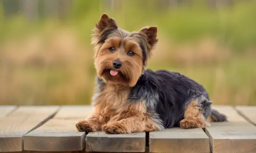 Can a Yorkie be a PTSD Service Dog? Facts to Know