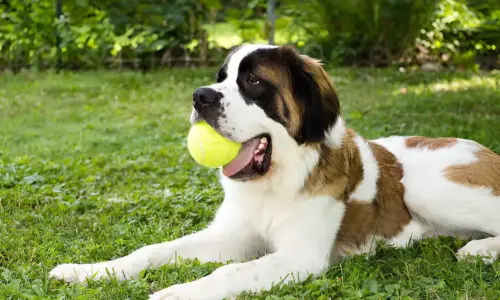 Do Big Dogs Need a Big Yard? What to Expect