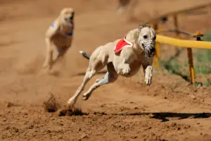 How Long Do Retired Racing Greyhounds Live