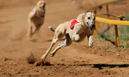 How Long Do Retired Racing Greyhounds Live? Explained