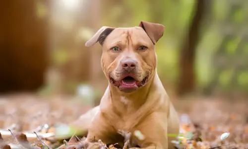 How Many Dogs Can Beat a Pitbull? Reality to Know