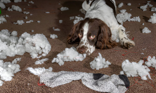 What Damage Can Dogs Do to a House? Crucial Guide