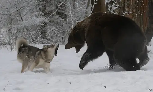 What Do Dogs Do When They See a Bear? Crucial Guide