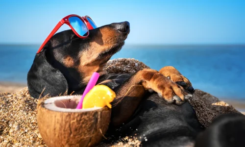 Are All Beaches in Florida Dog Friendly? What to Expect