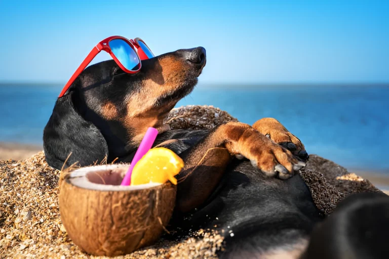 Are All Beaches in Florida Dog Friendly