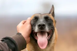 Are Belgian Malinois Aggressive