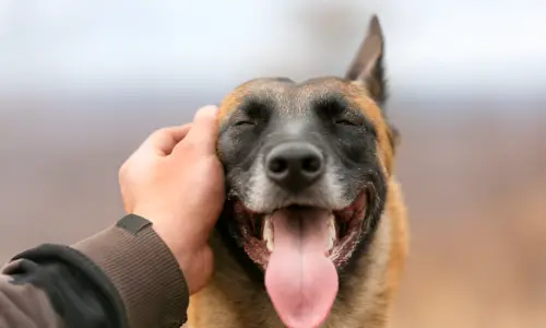 Are Belgian Malinois Aggressive? Myth Busting