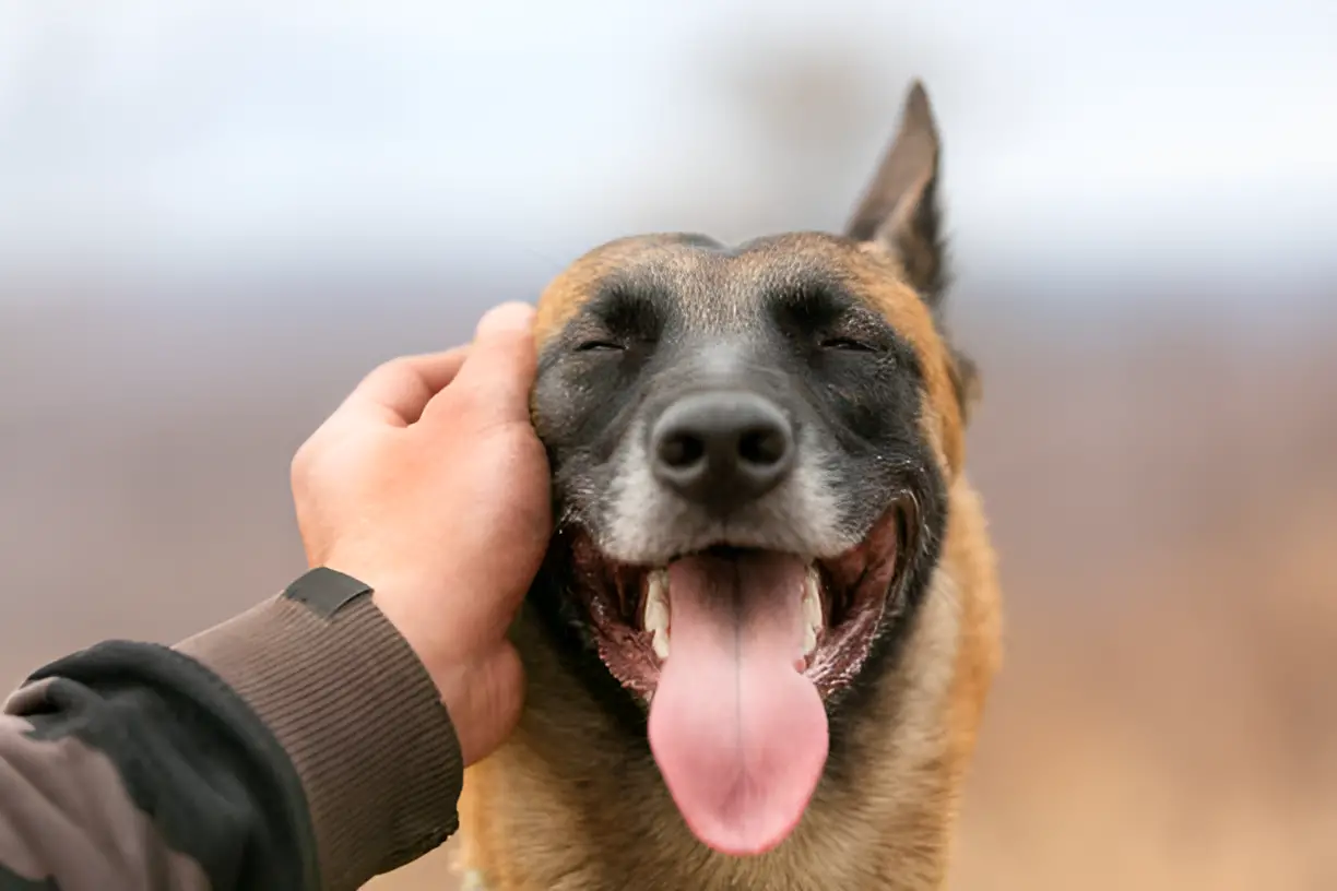 Are Belgian Malinois Aggressive