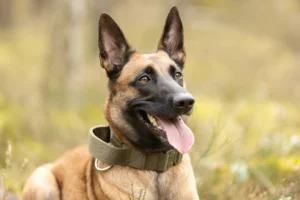 Are Belgian Malinois Good in Hot Weather