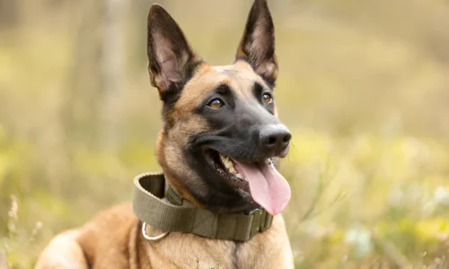 Are Belgian Malinois Good in Hot Weather? Explained