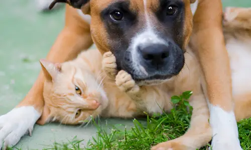 Are Big Dogs Good with Cats? Exactly what to Expect