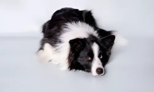 Are Border Collies Loyal to One Person? What to Expect