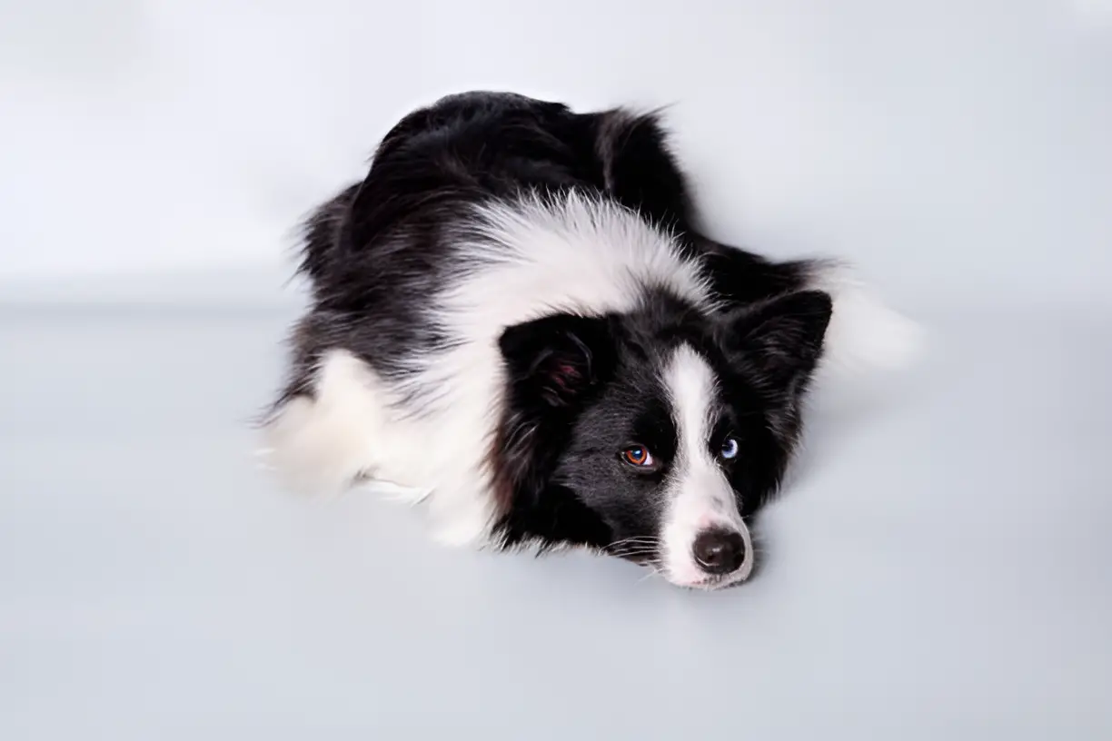 Are Border Collies Loyal to One Person