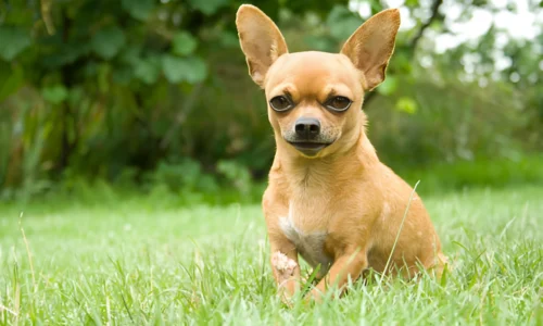 Are Chihuahuas Good Outdoor Dogs? Explained