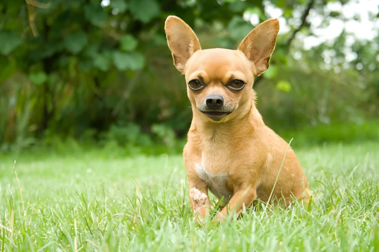 Are Chihuahuas Good Outdoor Dogs Explained