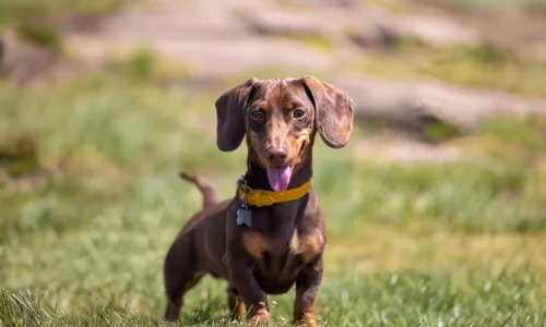 Are Dachshunds Bossy? Yes (Here’s the Reasons)