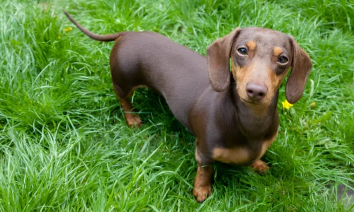 Are Dachshunds Good House Dogs? Your Answer