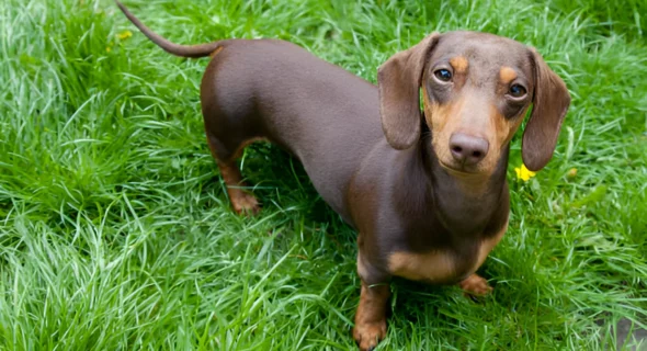 Are Dachshunds Good House Dogs? Your Answer