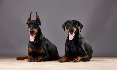 Are Dobermans Low Maintenance? What to Expect