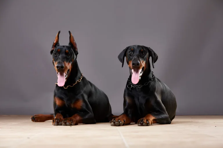 Are Dobermans Low Maintenance