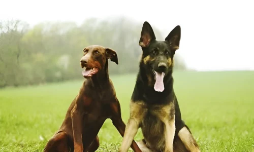 Are Dobermans or German Shepherds Easier to Train?