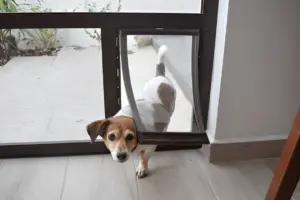 Are Dog Doors a Security Issue Crucial Guide