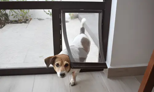 Are Dog Doors a Security Issue? Crucial Guide