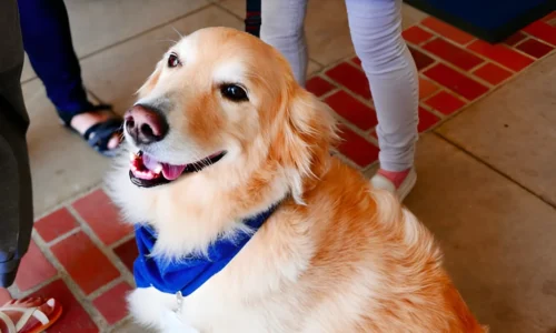 Are Emotional Support Dogs Allowed in Restaurants in NYC?