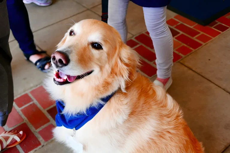 Are Emotional Support Dogs Allowed in Restaurants in NYC