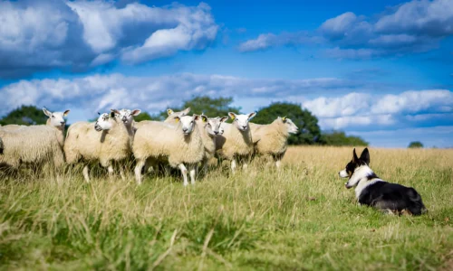 Are Farm Dogs Happy? What to Expect Exactly