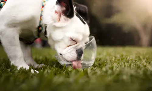 Are French Bulldogs Always Thirsty? What to Expect