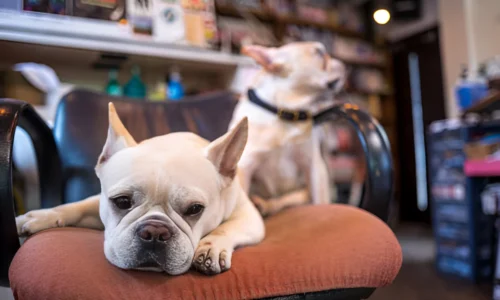 Are Frenchies Always Clingy? No (Here’s the Reason)