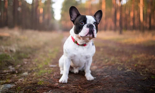 Are Frenchies Naturally Aggressive? What to Expect