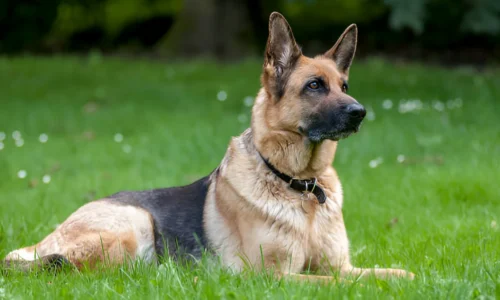 Are German Shepherds Fearless? Yes (Here’s Why)