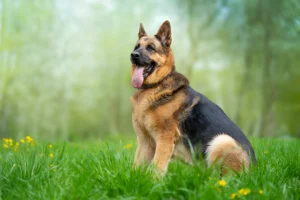 Are German Shepherds Picky Eaters Explained