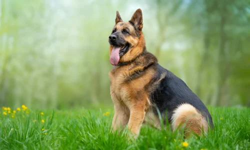 Are German Shepherds Picky Eaters? Explained