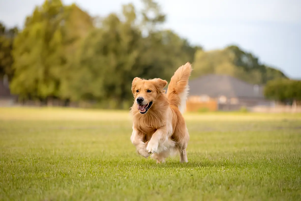 Are Golden Retrievers Good for Beginners Must Know